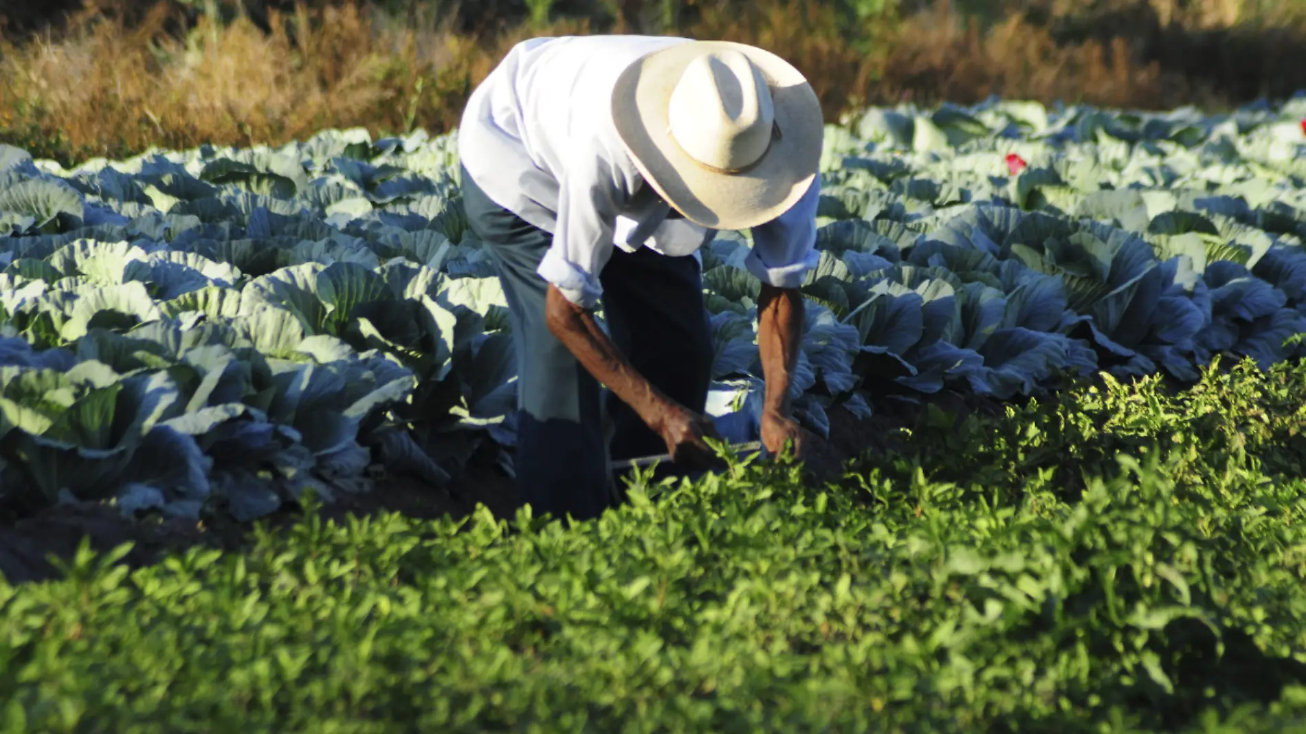 Agricultor mexicano